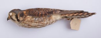 Media type: image;   Ornithology 291678